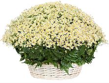 Цветочная композиция из Ромашки в корзине #REPLACE_PRED# Миллерово